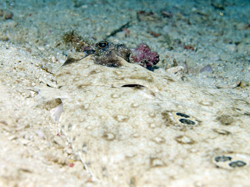 Mabul, Stingray City, Sole